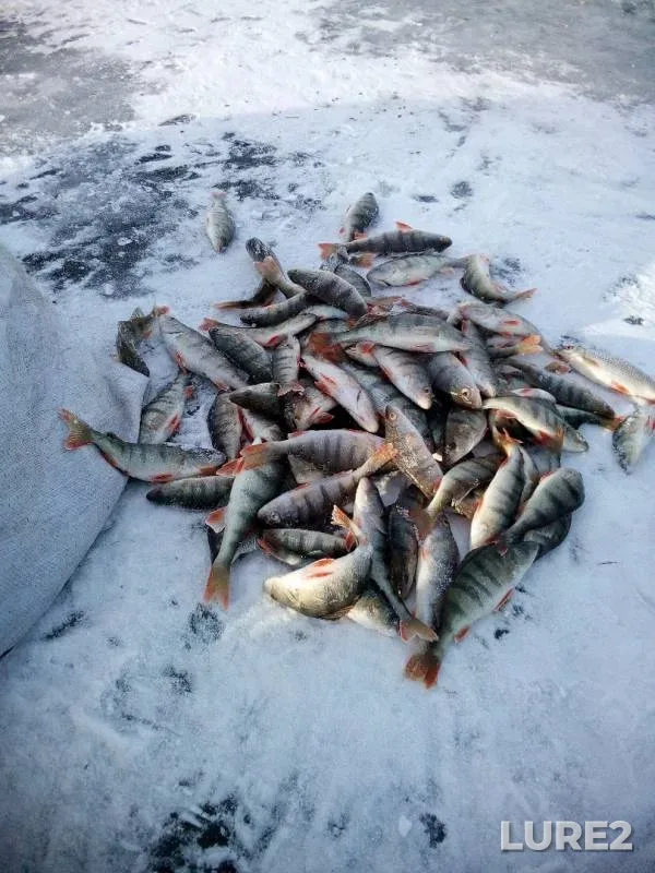 Окунь