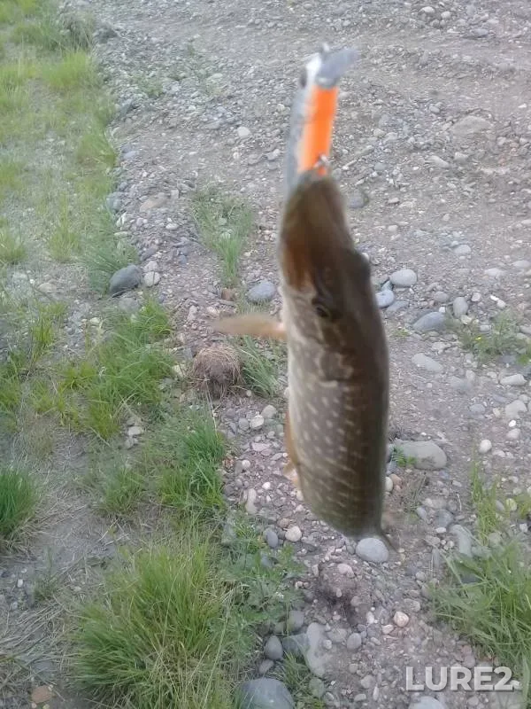 Щука