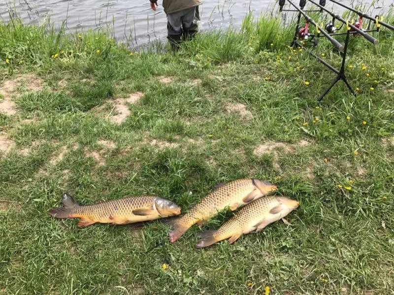 Карп