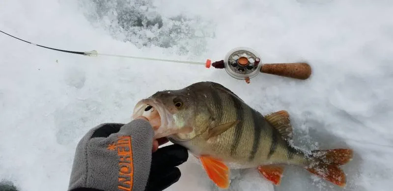Окунь