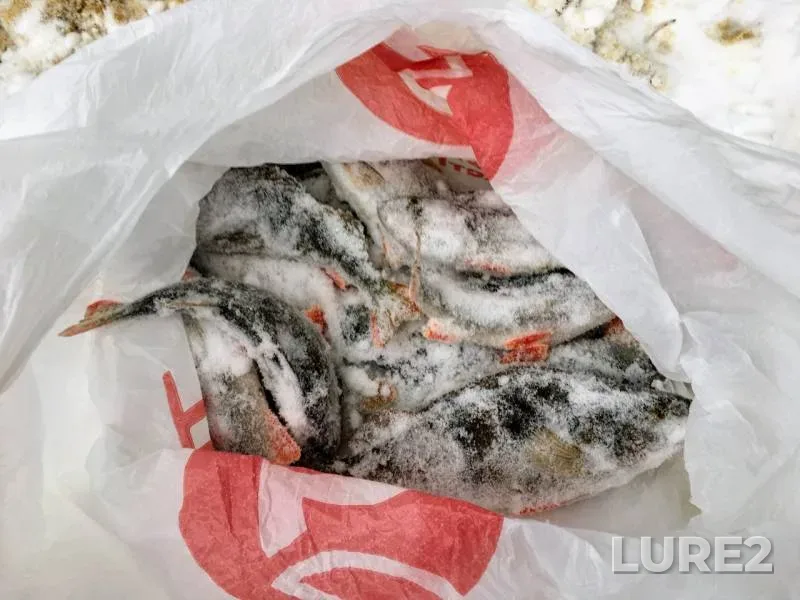 Окунь — Иваньковское, 27 янв. 2018 г.