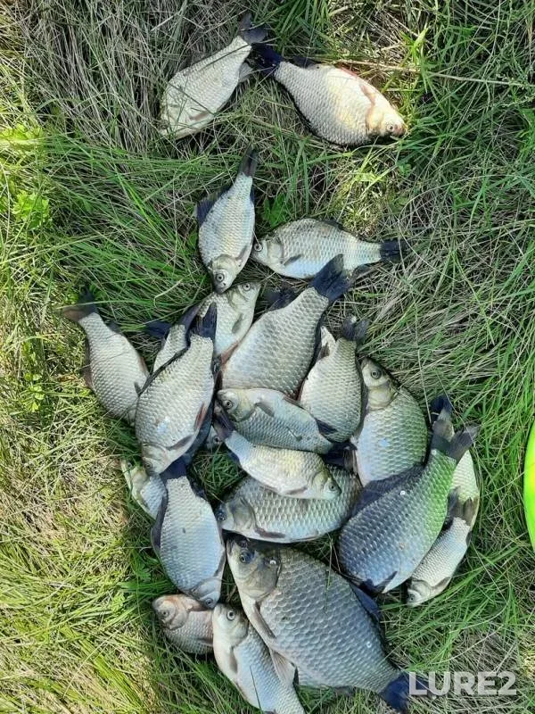 Карась