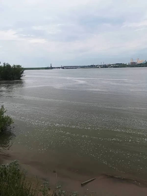 Жерех, Окунь