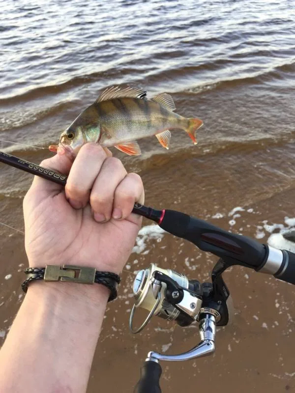 Окунь