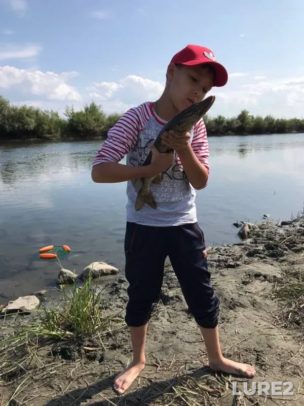Щука