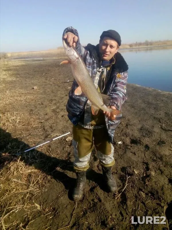 Окунь, Щука