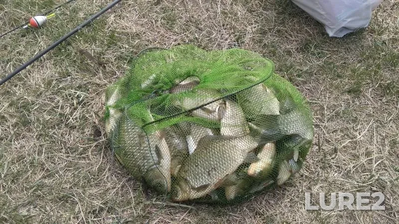 Карась