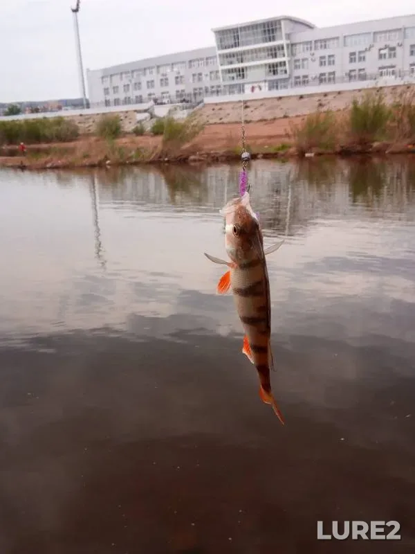 Окунь