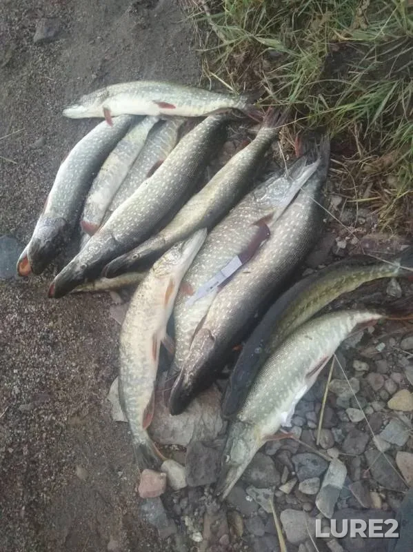 Щука — Гусиное, 11 июл. 2019 г.