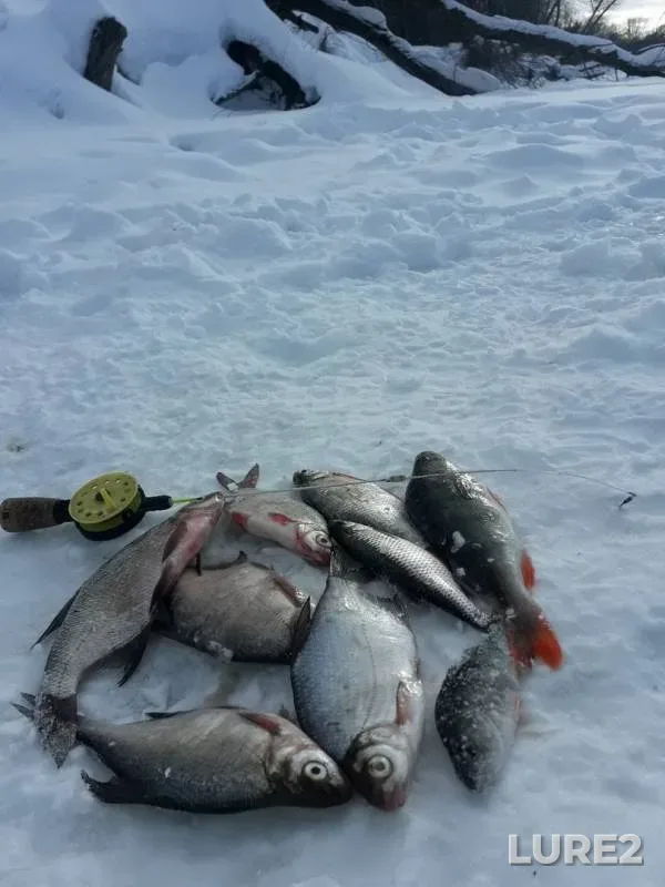Лещ, Окунь — Сура, 02 мар. 2019 г.