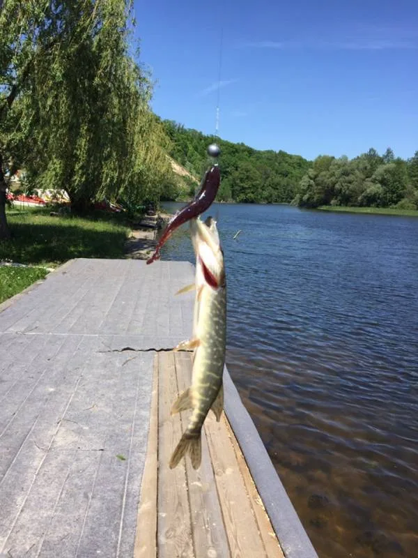 Щука