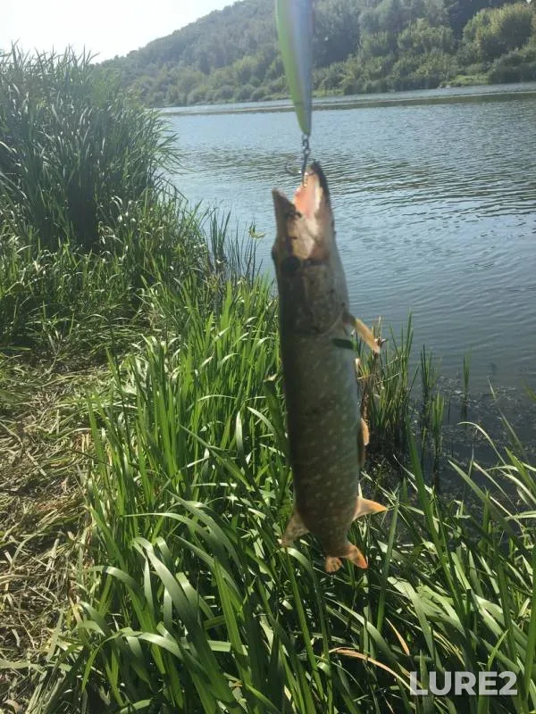 Щука — Дон, 05 сент. 2019 г.