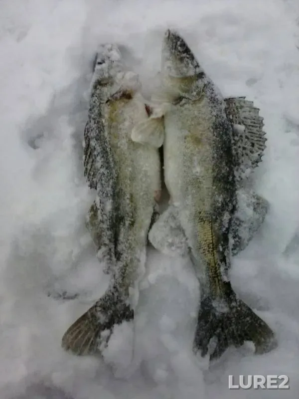 Судак — Воронеж, 22 дек. 2018 г.