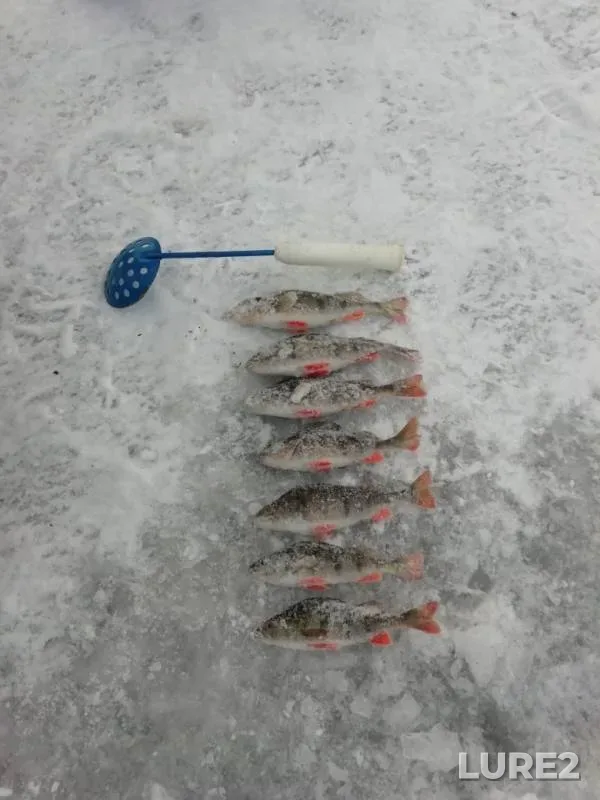 Окунь — Воронежское, 19 дек. 2018 г.