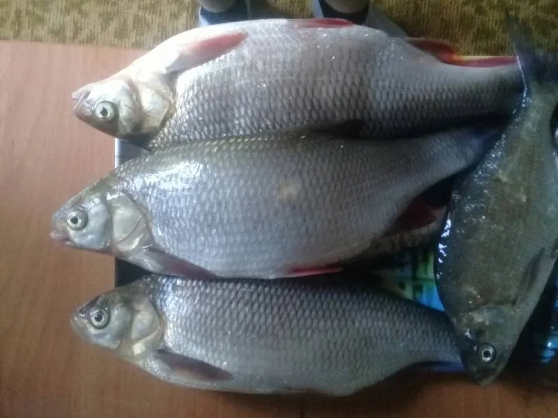 Жерех, Лещ