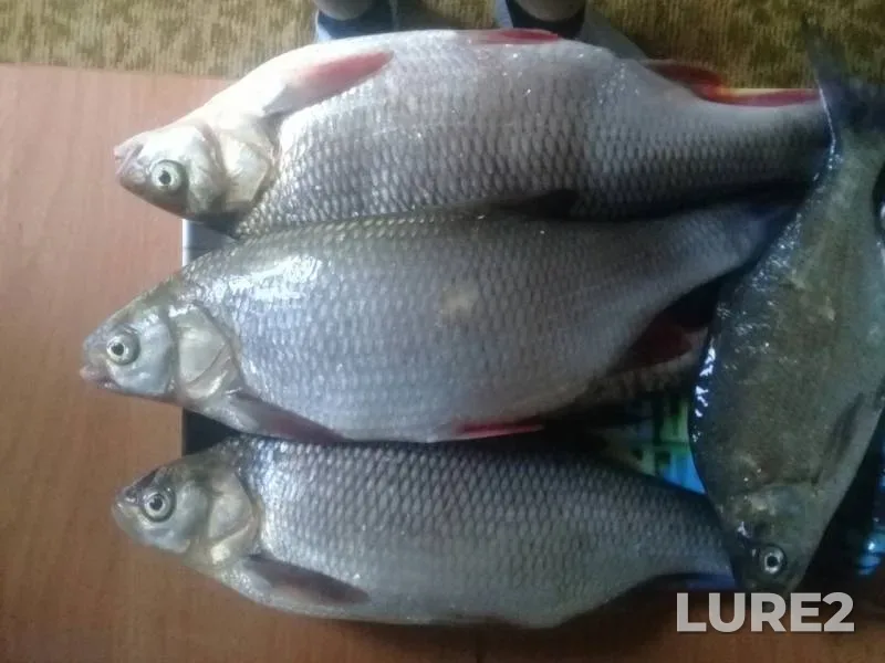 Жерех, Лещ — Обь, 24 окт. 2019 г.