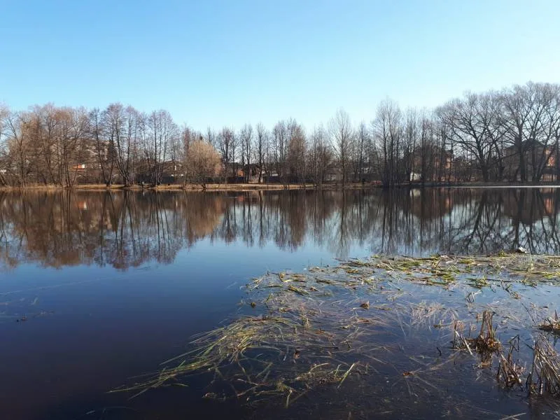 Окунь, Плотва