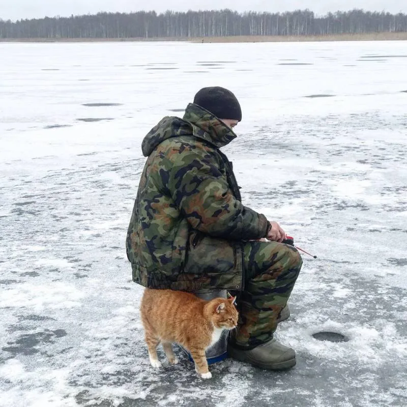 Окунь, Плотва