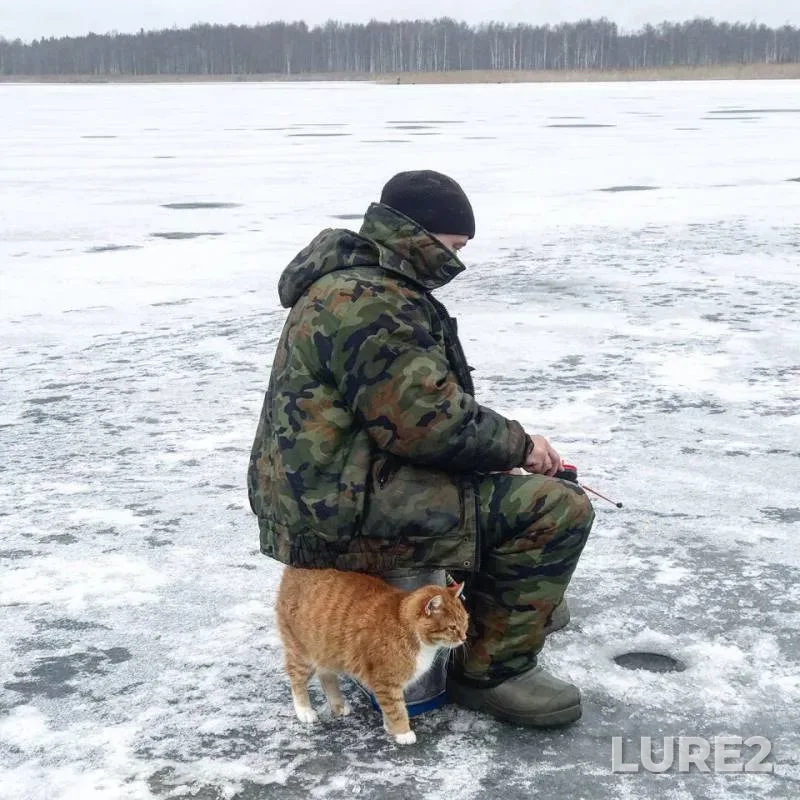Окунь, Плотва