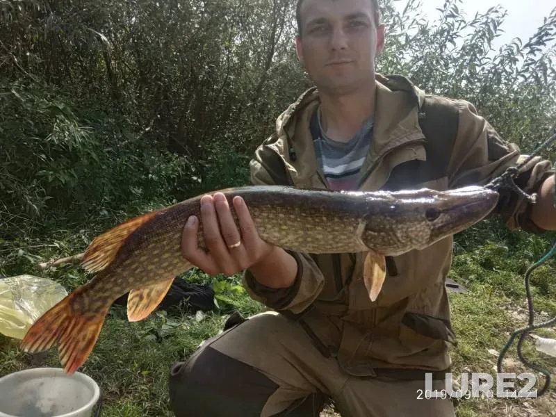 Окунь, Щука — Брестская область, Лунинецкий район, 10 сент. 2019 г.