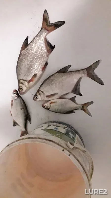 Лещ, Густера — Ямища, 18 апр. 2019 г.