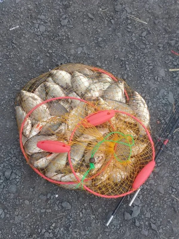Карась