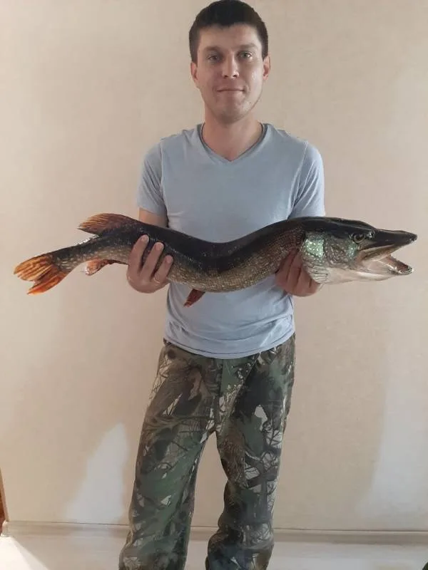 Щука