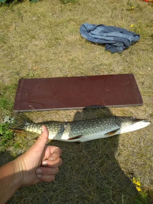 Щука