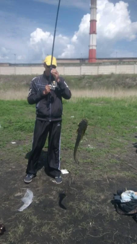 Сом