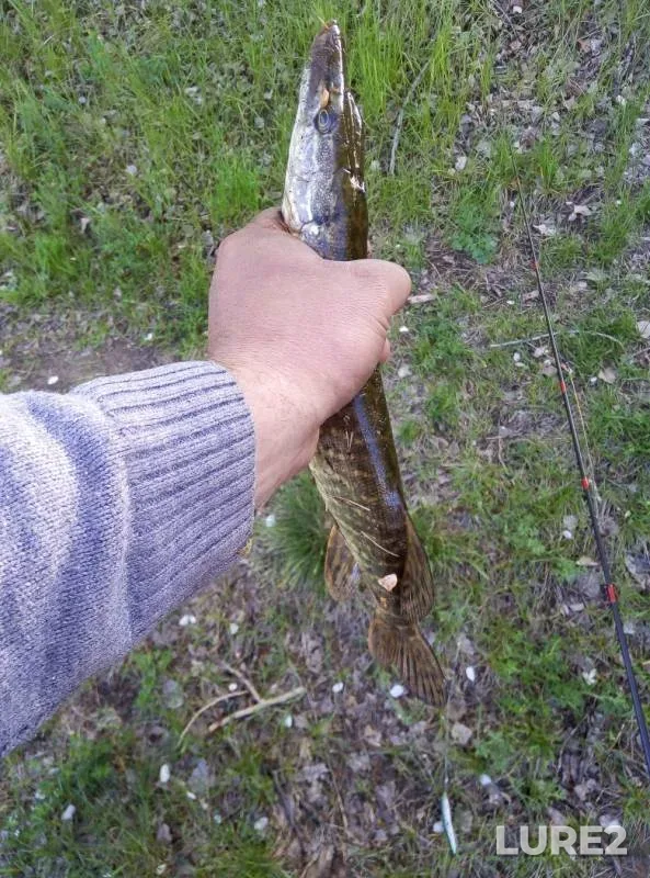 Щука