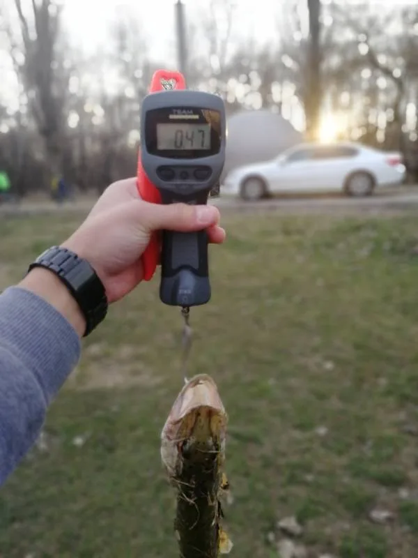 Щука