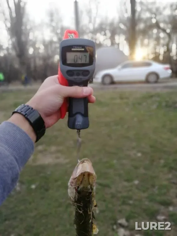 Щука — Старая Кубань, 03 февр. 2019 г.