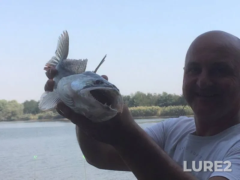 Судак — Краснодарский край, Абинский район, 20 сент. 2017 г.