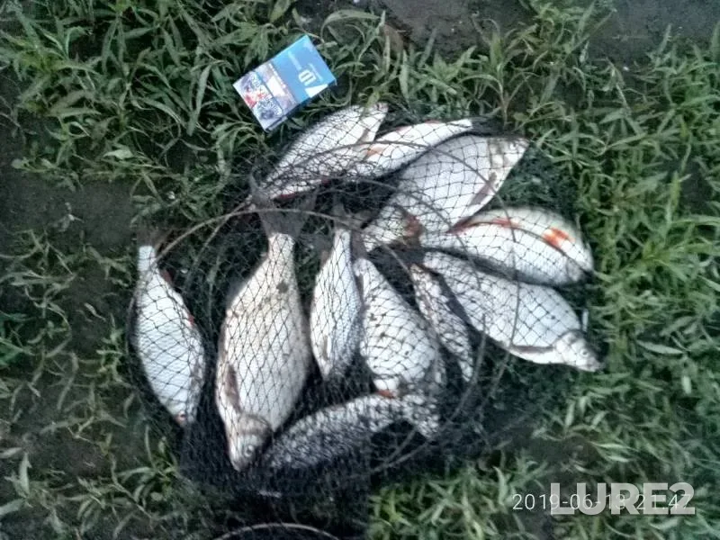 Лещ