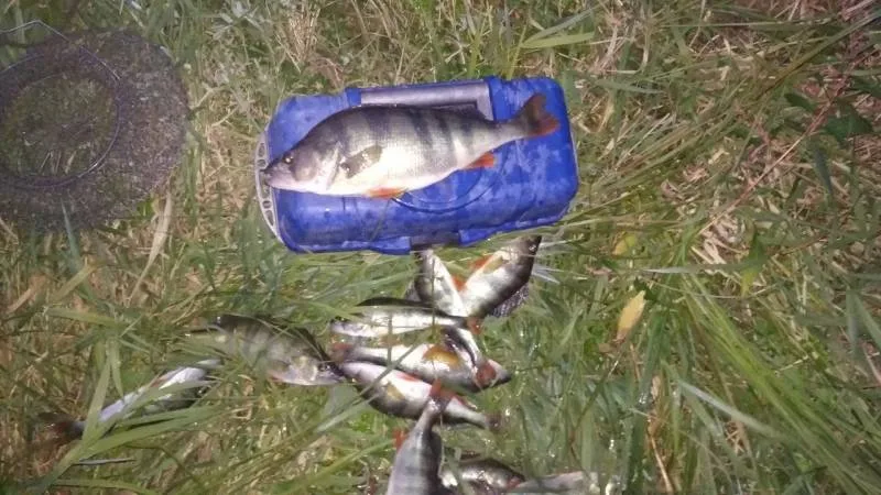 Окунь