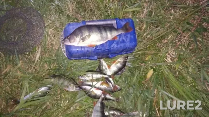Окунь — Куженка, 09 сент. 2019 г.