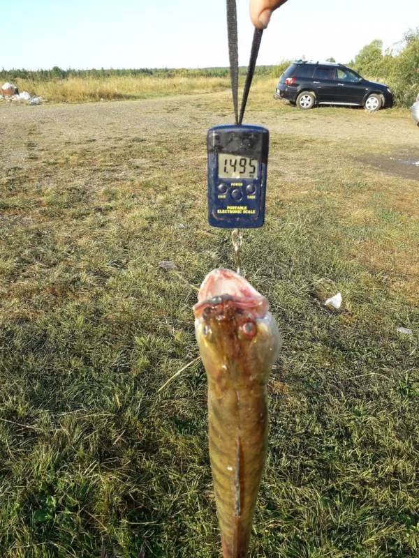 Лещ, Язь