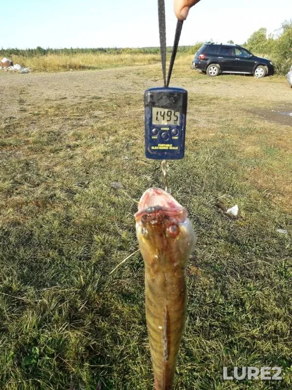 Лещ, Язь — Моряковская Курья, 11 авг. 2019 г.