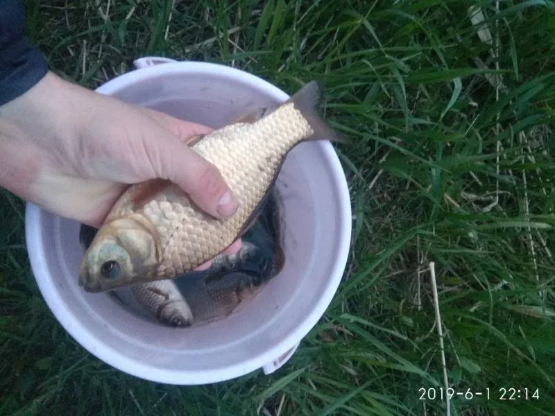 Карась