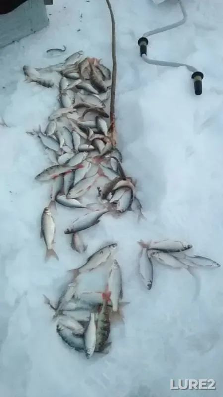 Окунь, Плотва — Чемондаевка, 23 мар. 2019 г.