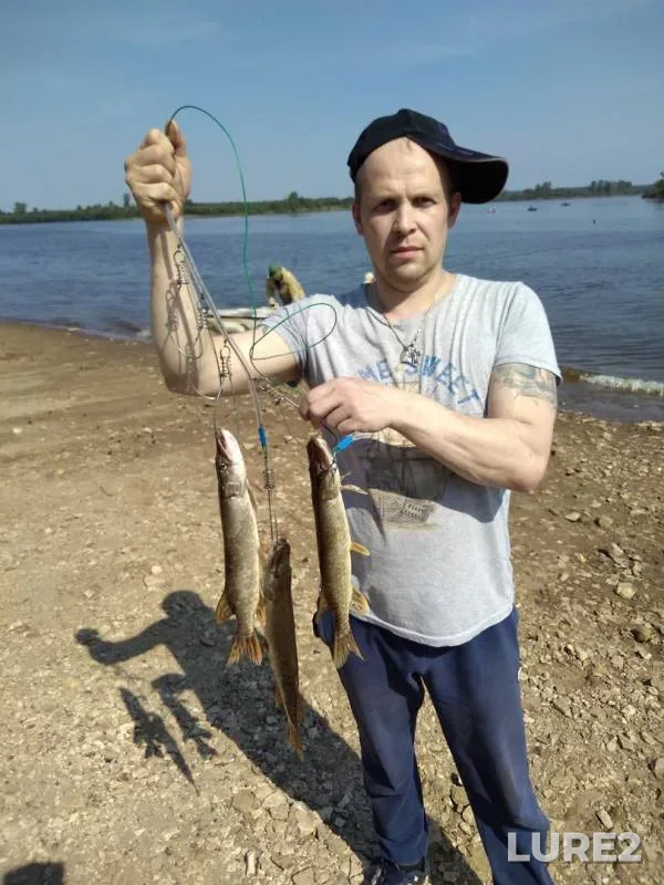Лещ, Щука