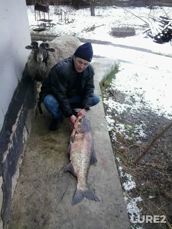 Толстолобик, Судак — Черкаська область, 25 мар. 2016 г.