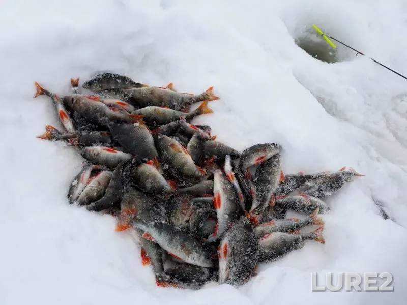 Окунь — Республика Татарстан, 02 мар. 2019 г.