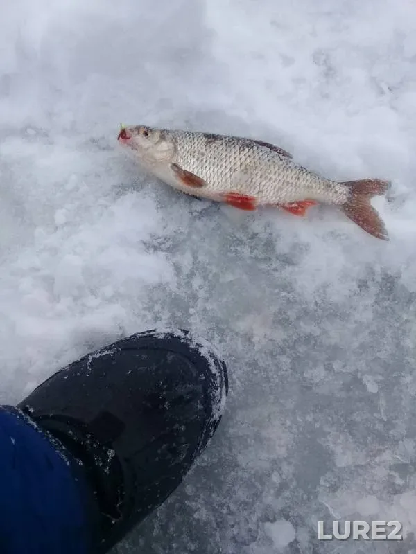 Плотва — Кама, 15 дек. 2018 г.