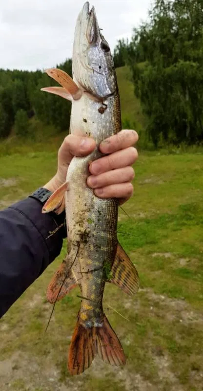 Щука
