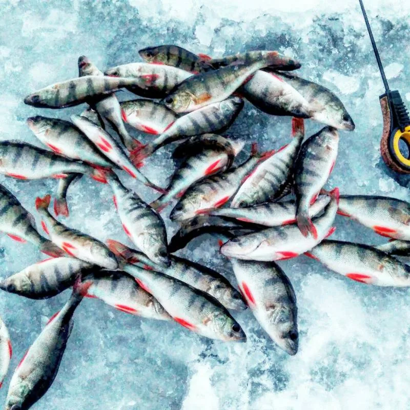 Окунь