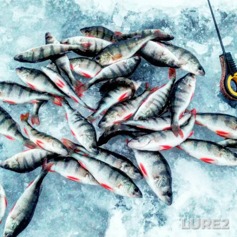 Окунь — Шарташ, 19 нояб. 2017 г.