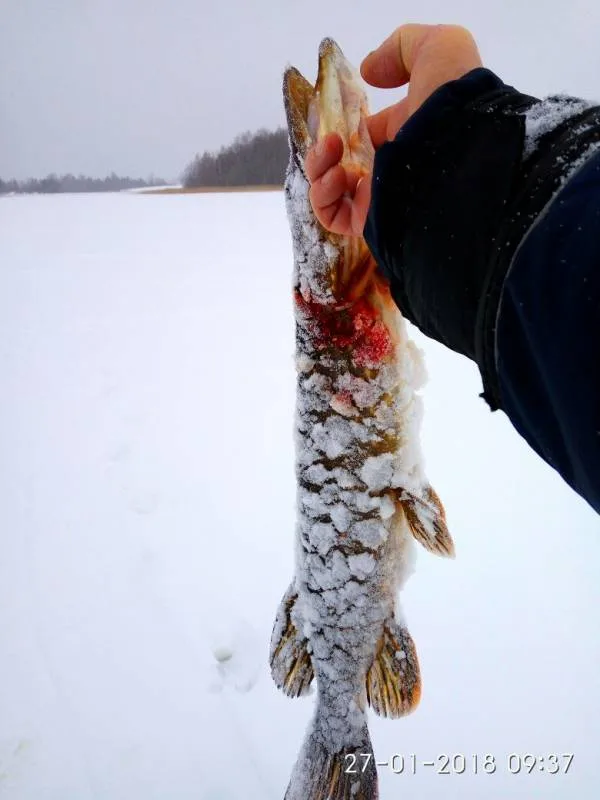 Окунь, Щука