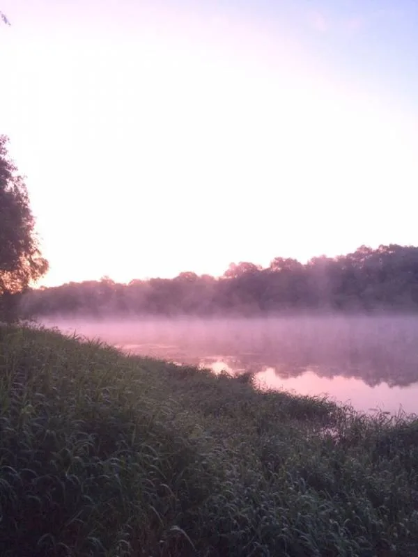 Окунь, Густера