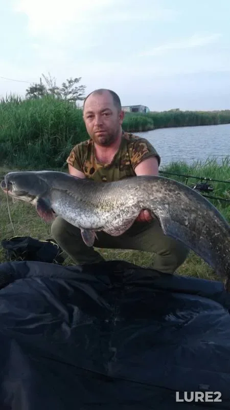 Карп, Сом — Ставропольский край, 05 июн. 2019 г.